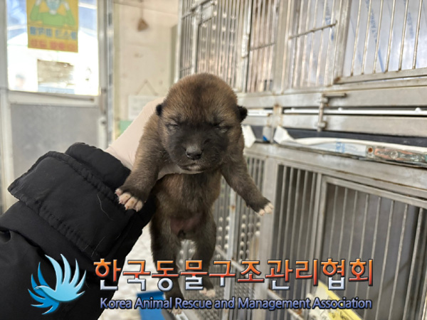 한국동물구조관리협회_441560202401371